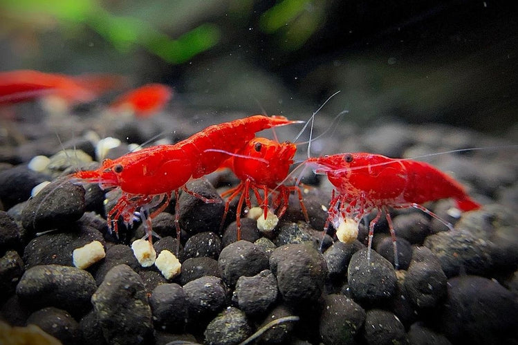 Sexy shimp